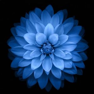 Meet your Posher, Carla